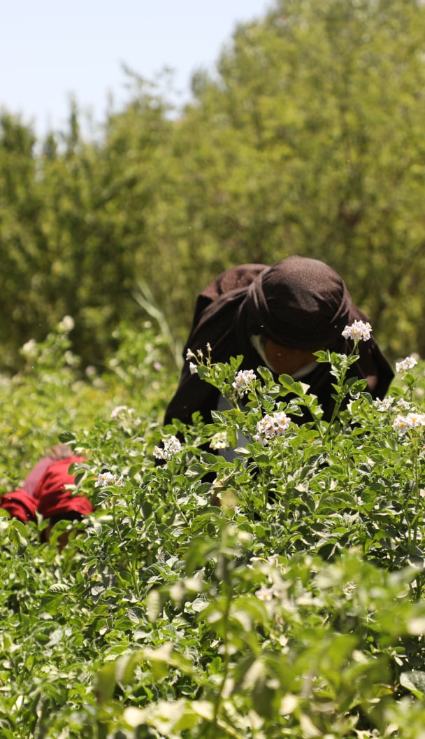 Afghanistan Child Protection   