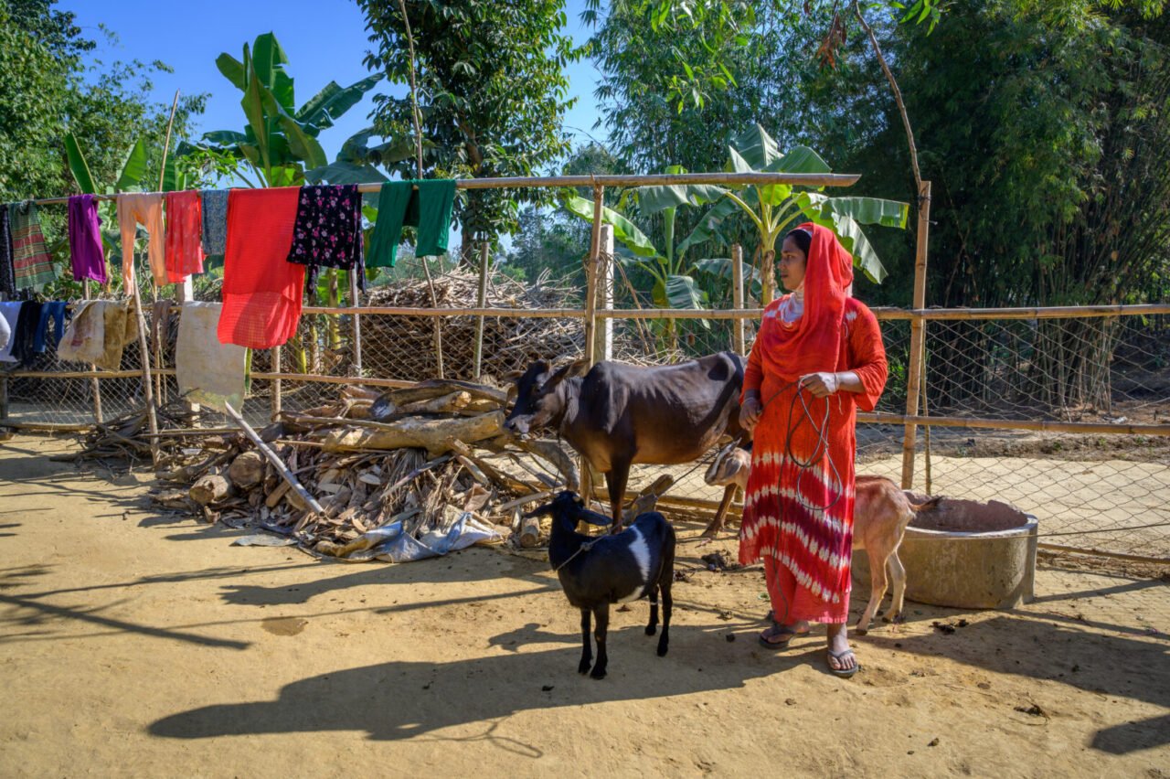 A woman stands with goats and a cow in front of laundry hanging on wooden poles. 