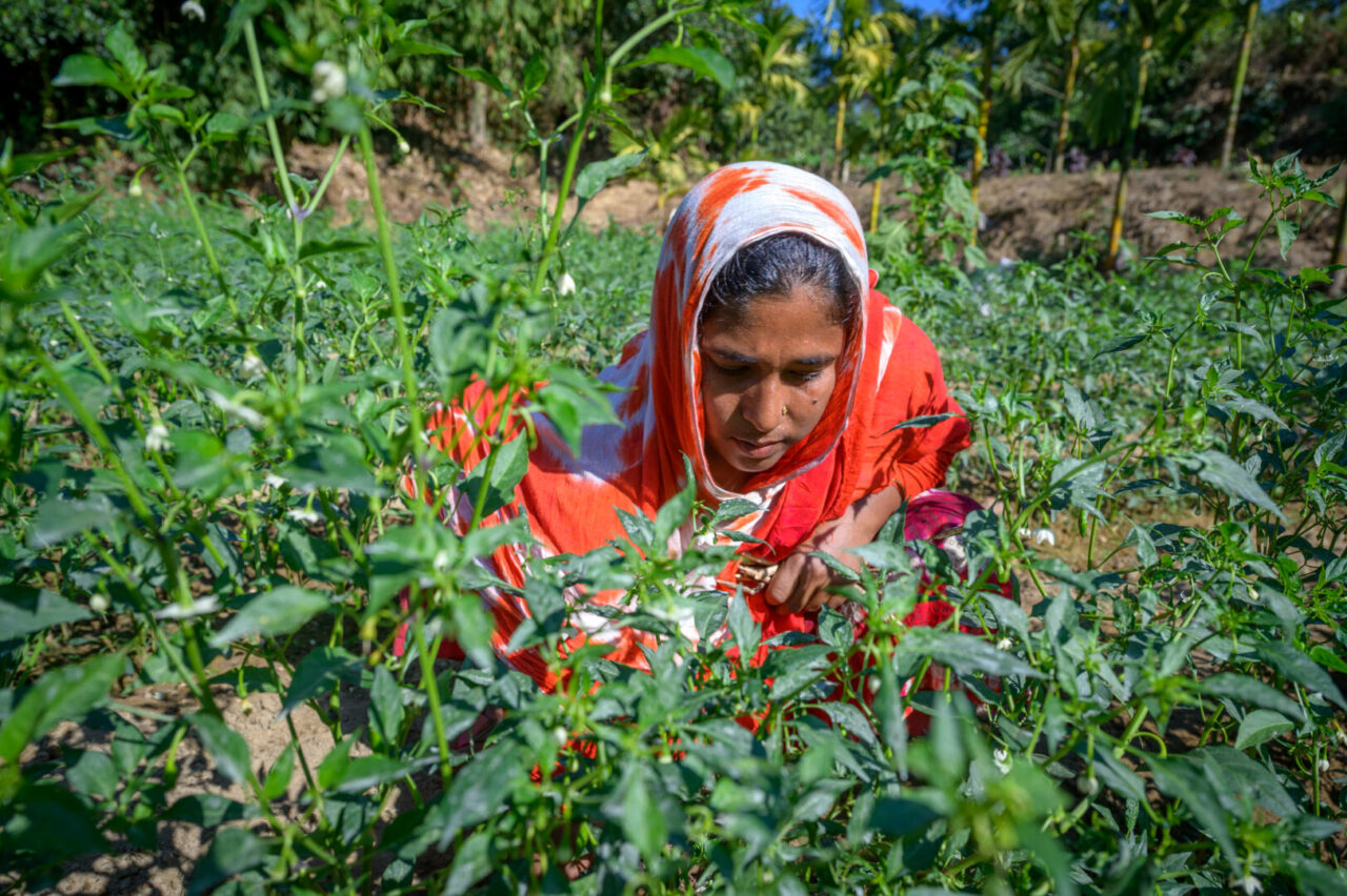 A woman in a bright orange and green head covering crouches in a sunlit, lush, and leafy garden.