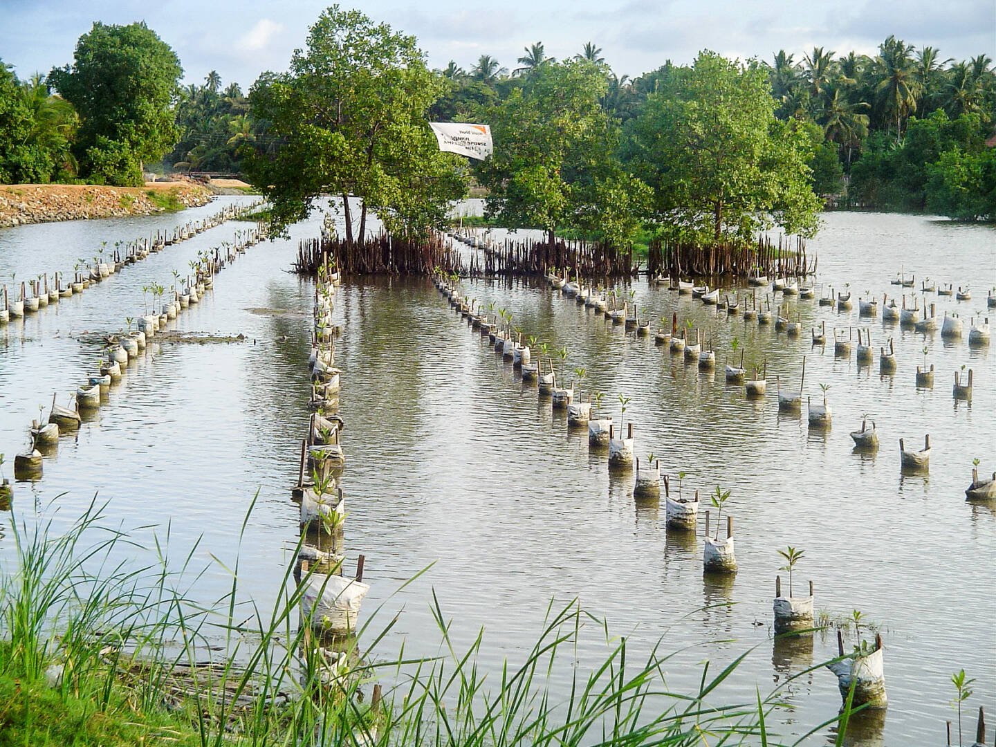 Mangroves in water, with trees swaying in the wind. A World Vision sign is visible in the distance. 