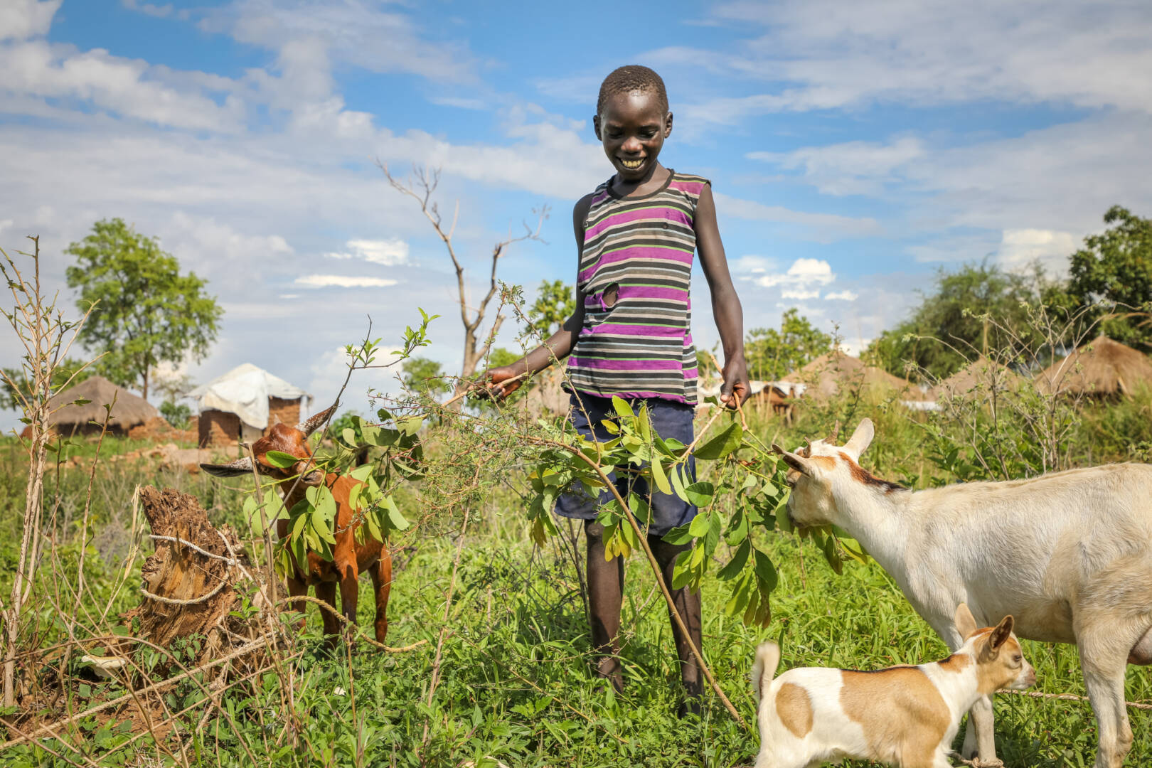 Every morning, Mustafa unties the goats and leads them to graze.