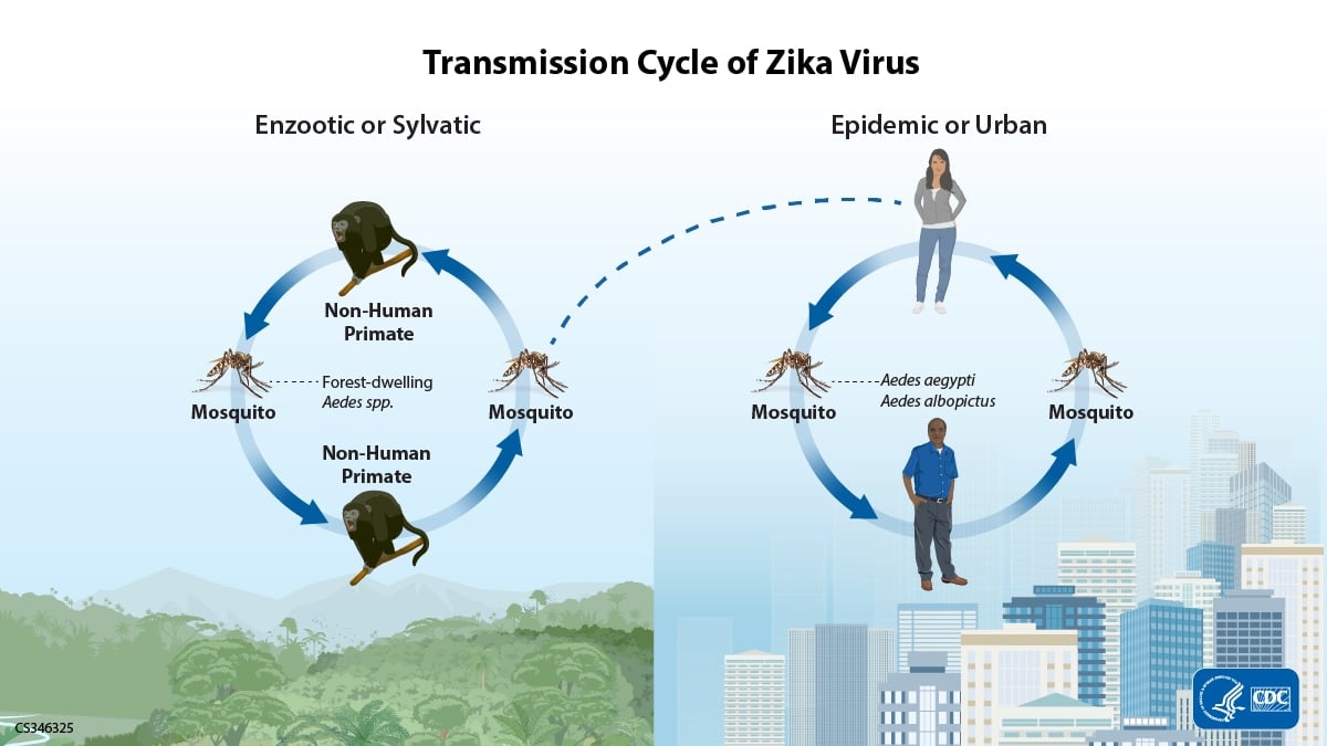 A graphic shows a mosquito's connection and two Zika transmission cycles: one between non-human primates and another between humans. 