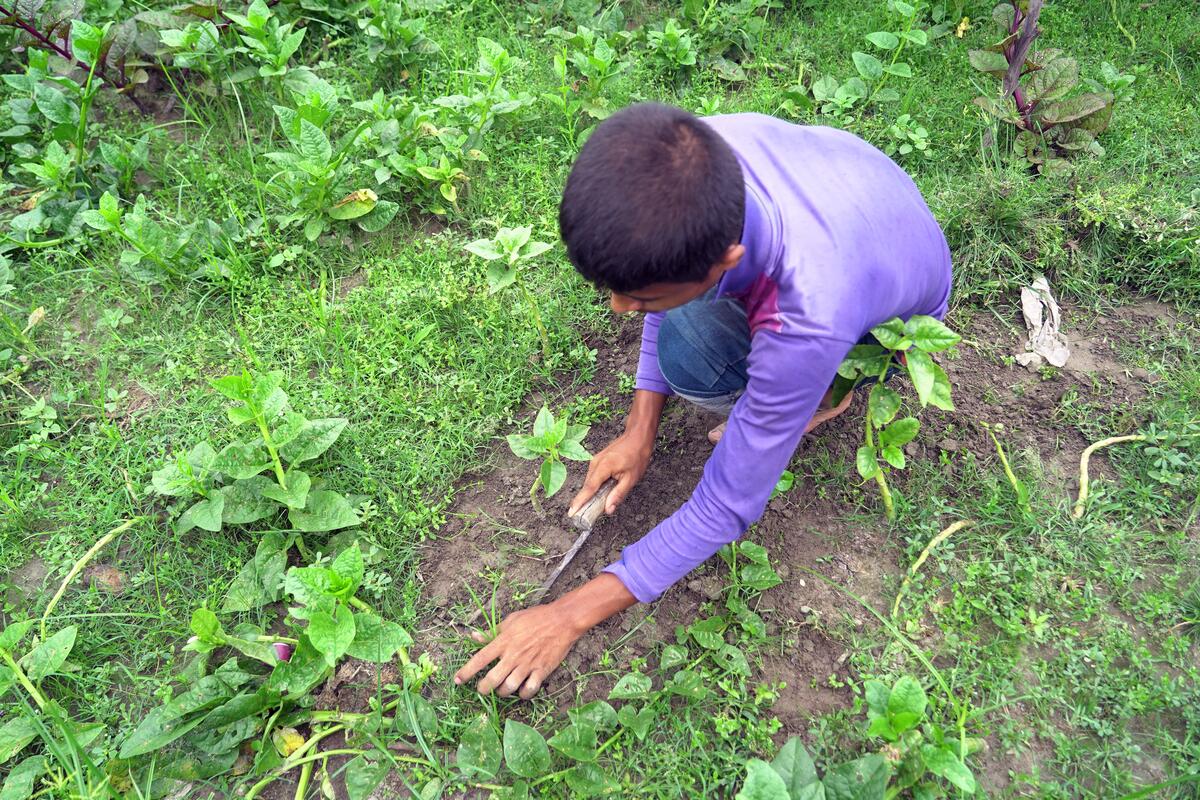 A boy in a vibrant purple long-sleeve shirt kneels in a vegetable field clearing weeds.