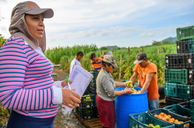 Kenia in Honduras oversees the harvest and preparation for market of the family&rsquo;s abundant tomato crop.