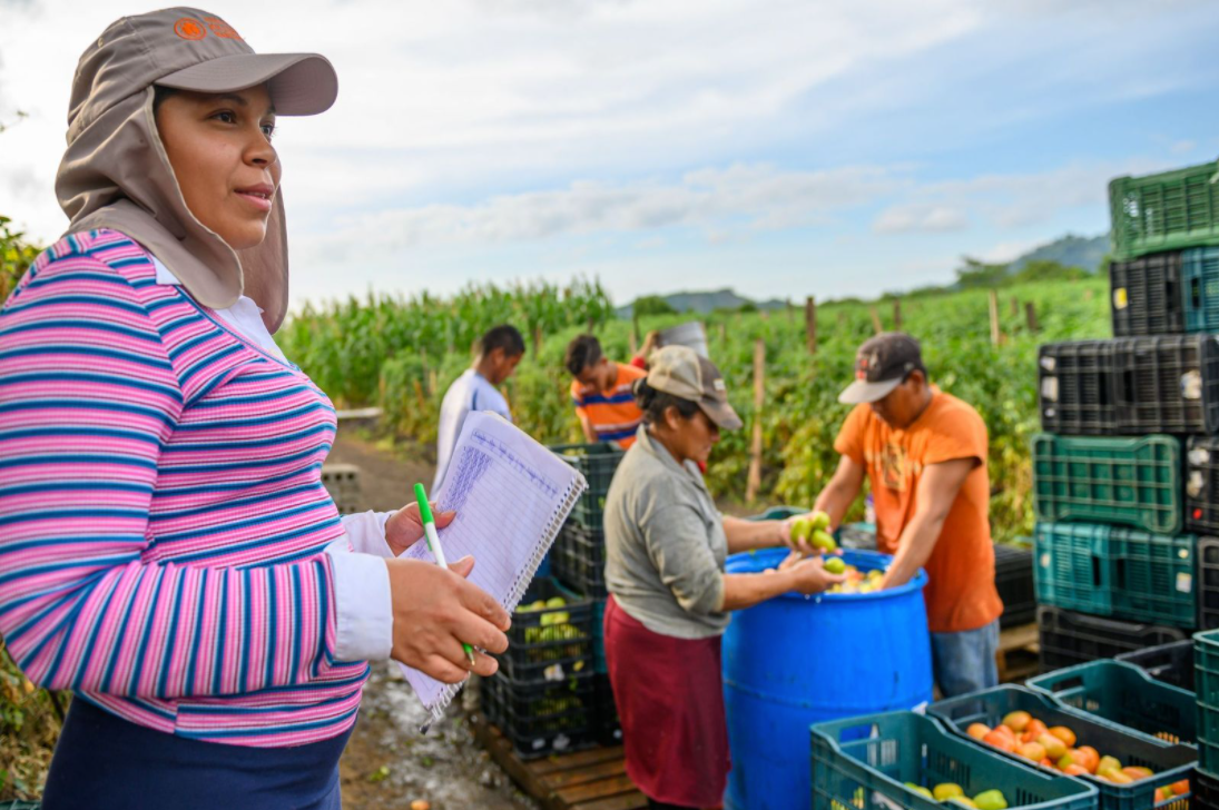 Kenia in Honduras oversees the harvest and preparation for market of the family&rsquo;s abundant tomato crop.